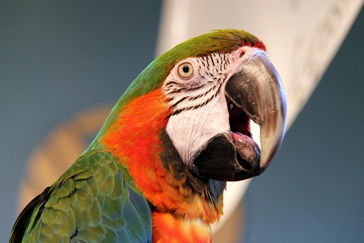 Merlin – Rainbow Macaw