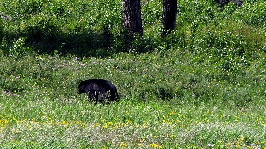 Black Bear of Yellowstone