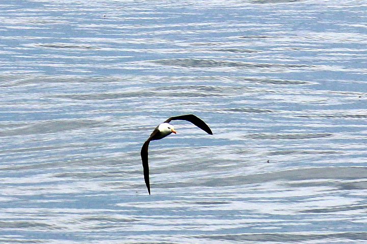Black-browed Albatross