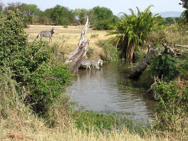 Zebras Drinking