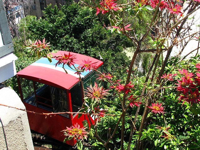 Valparaiso Funicular and Poinsettias