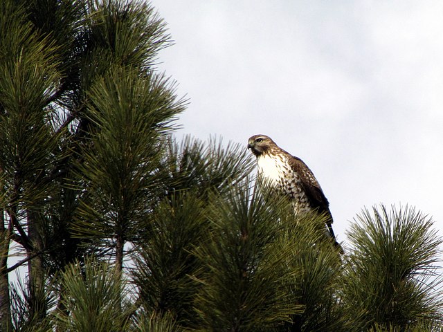 Cooper's Hawk Above our Driveway