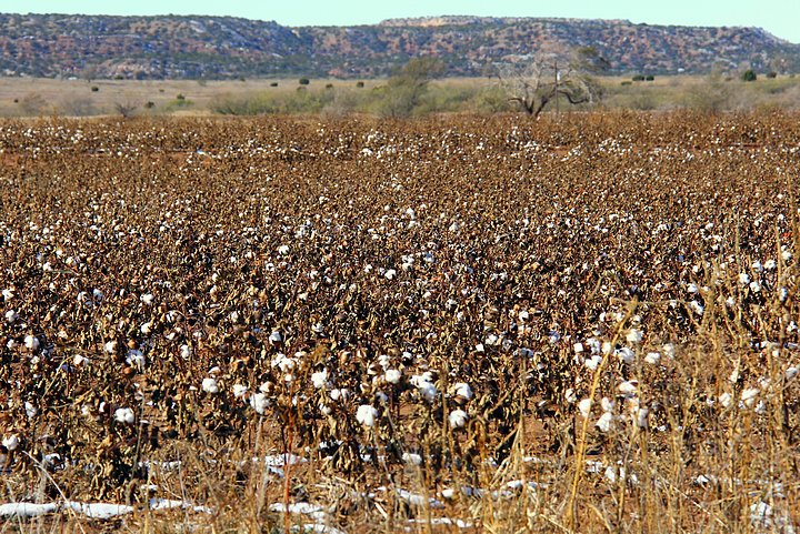 Cotton Still on the Field