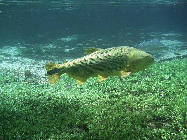 Dourado – 2 feet long