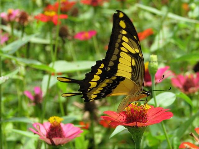 Yellow Swallowtail Butterfly 