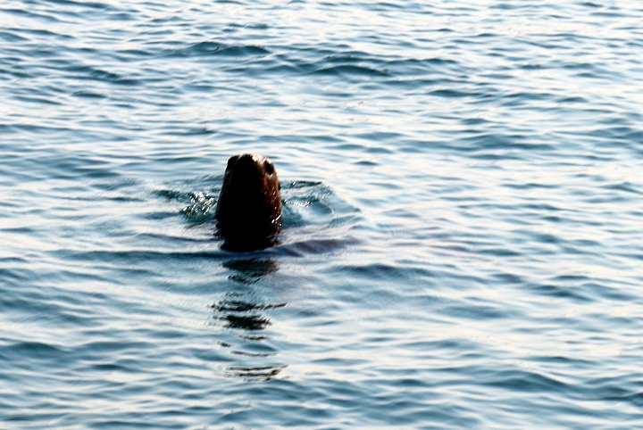 Sea Lion in Chacao Channel