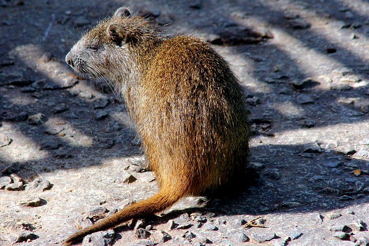 Cuban Tree Rat