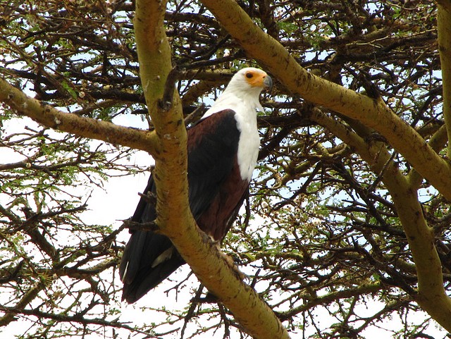 African Fish Eagle