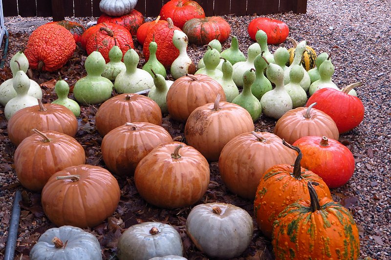 Pumpkins and Squash