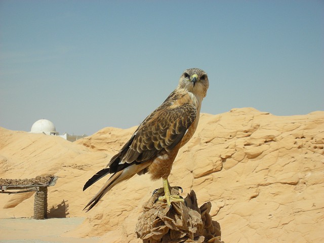 Falcon at Berber Village