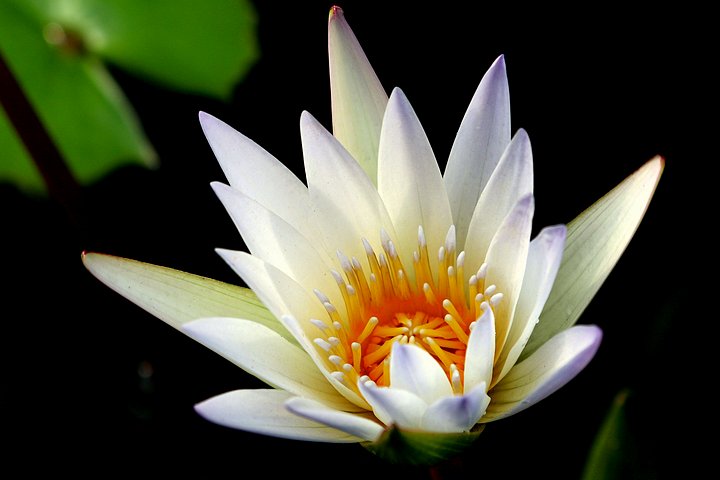 Flowers of Colombia