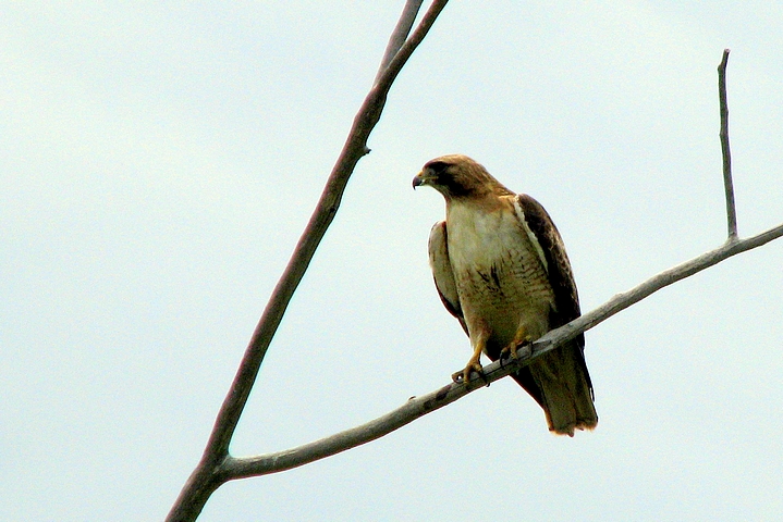 Red Tailed Hawk