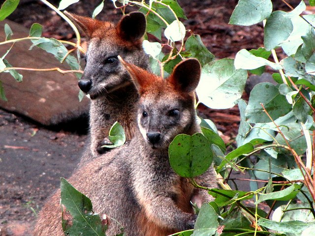 Swamp Wallaby