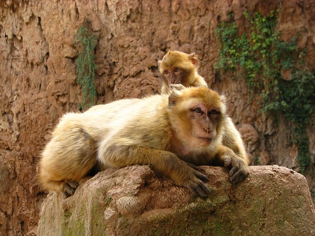 Barbary Apes