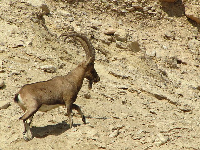 Ibex