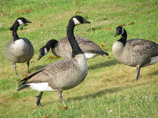 Canada Geese at Stanley Park