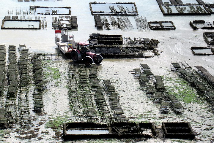 Harvesting Oyster Beds