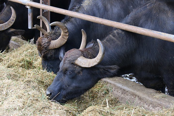 Water Buffalo