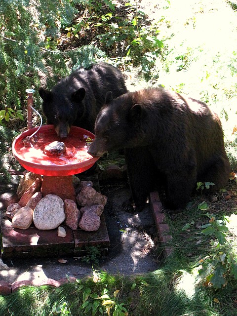 Mother and Yearling