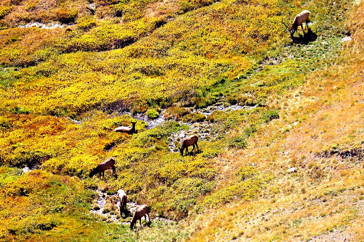 Elk Harem