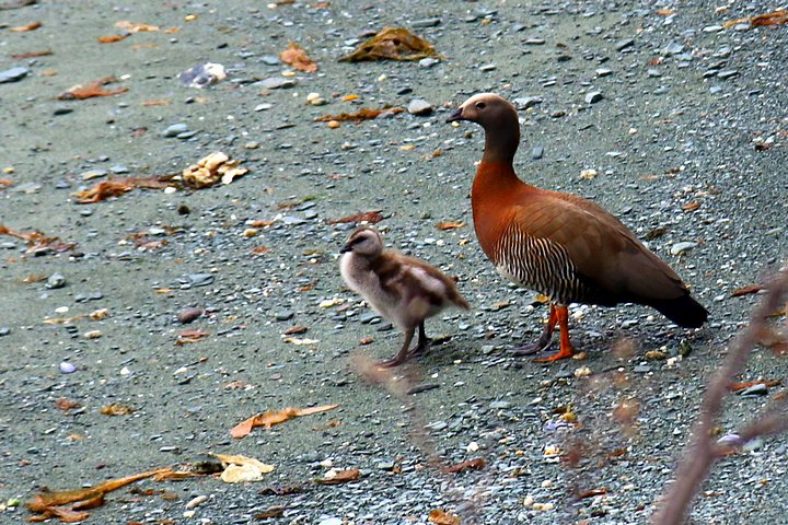 Upland Goose and Chick