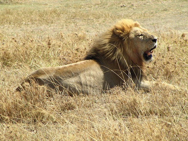 Lion