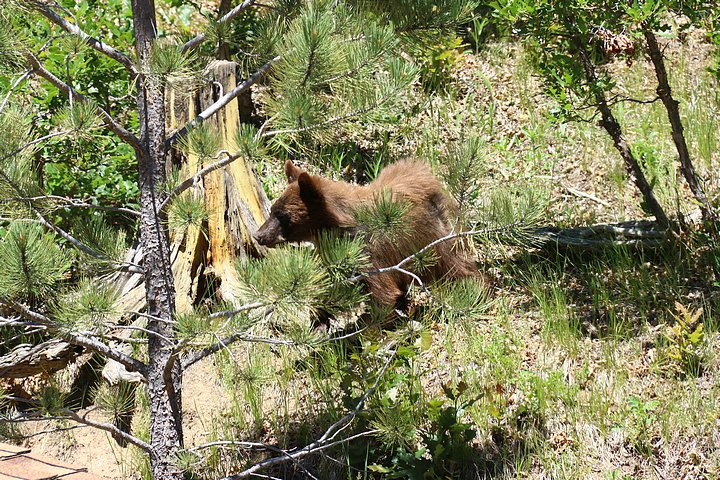 Yearling Black Bear