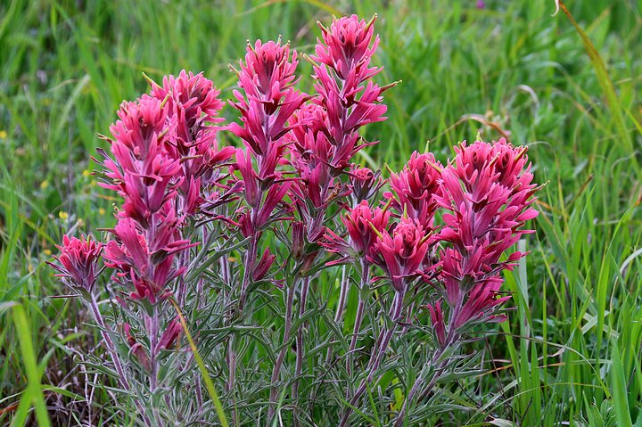 Prairie Paintbrush