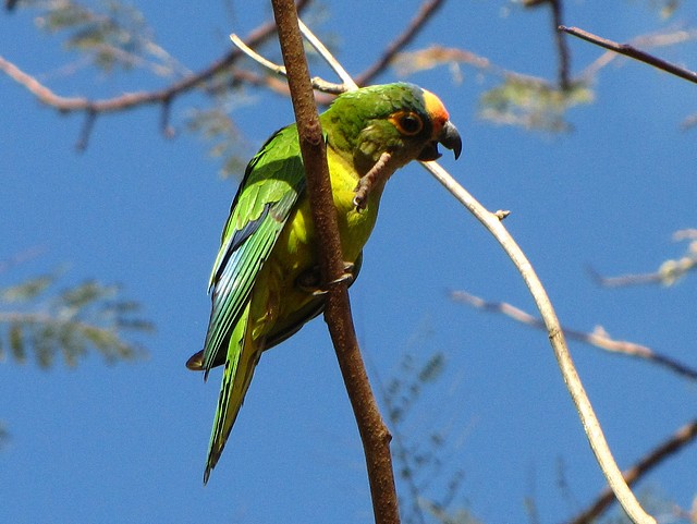 Peach Crested Parrot at Rio da Plata