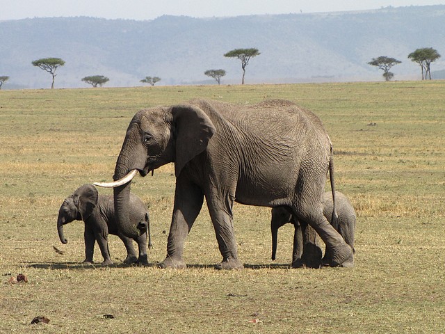 Elephant and Babies