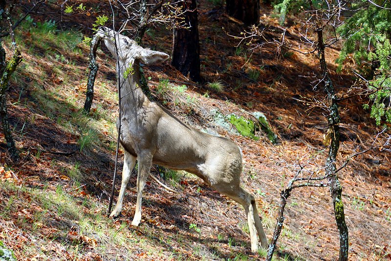 Hungry Deer