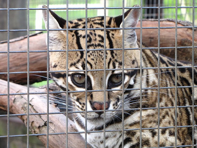 Ocelot