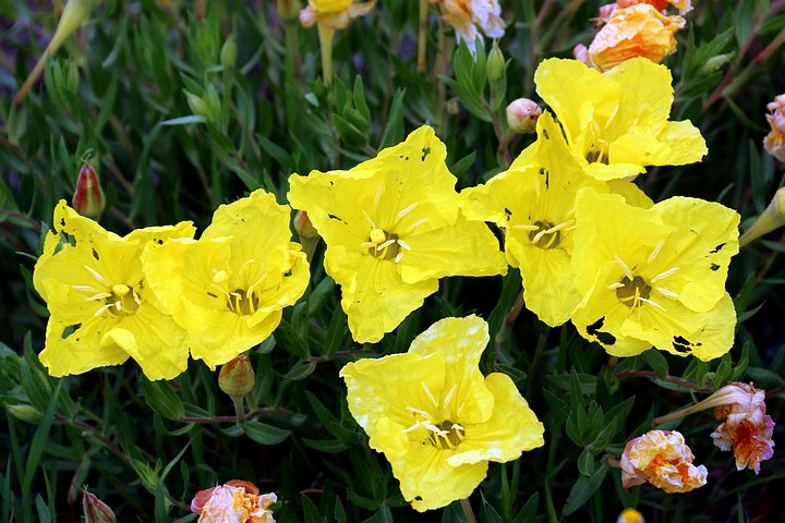Yellow Primrose