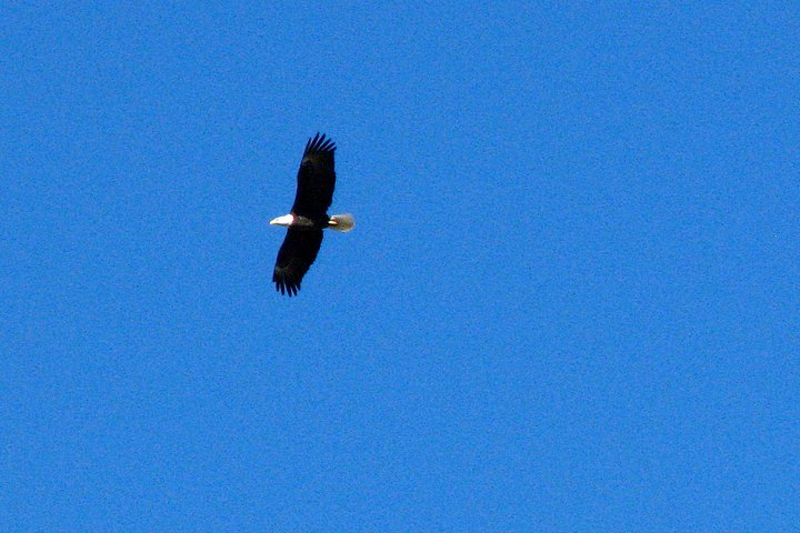 Bald Eagle