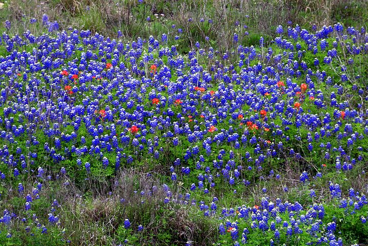 Texas Bluebonnet Field