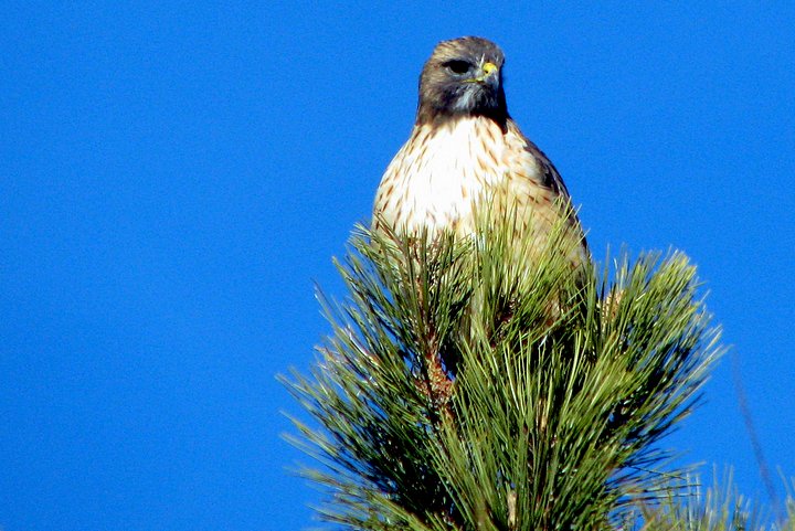 Alert Hawk