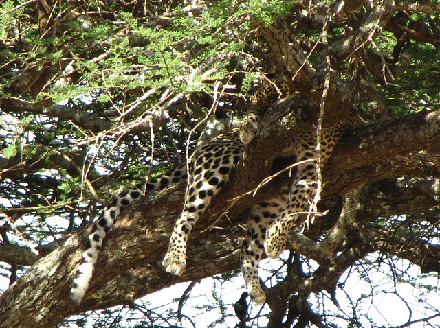 Leopard