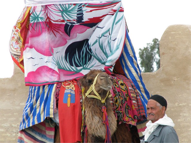 Camel with Wedding Canopy