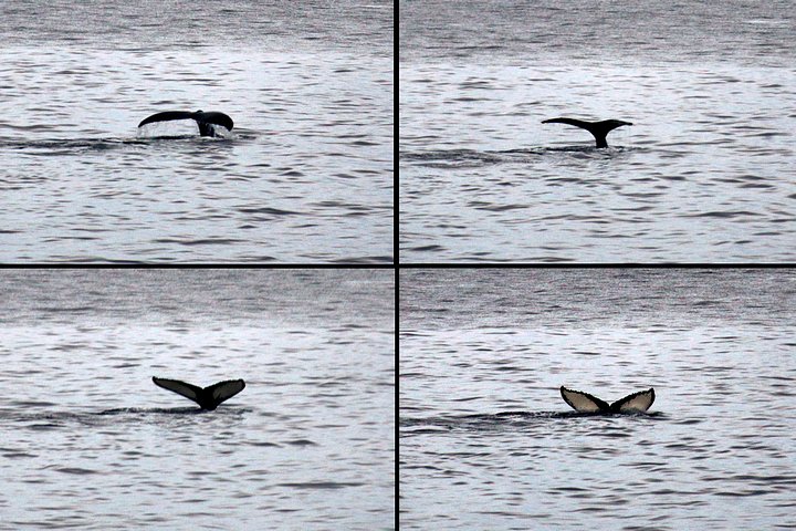 Humpback Tail Flukes
