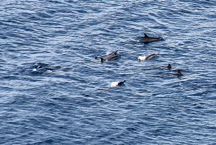  Dolphins