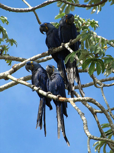 Hyacinth Macaws