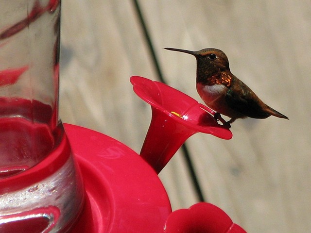 Rufous Hummingbird