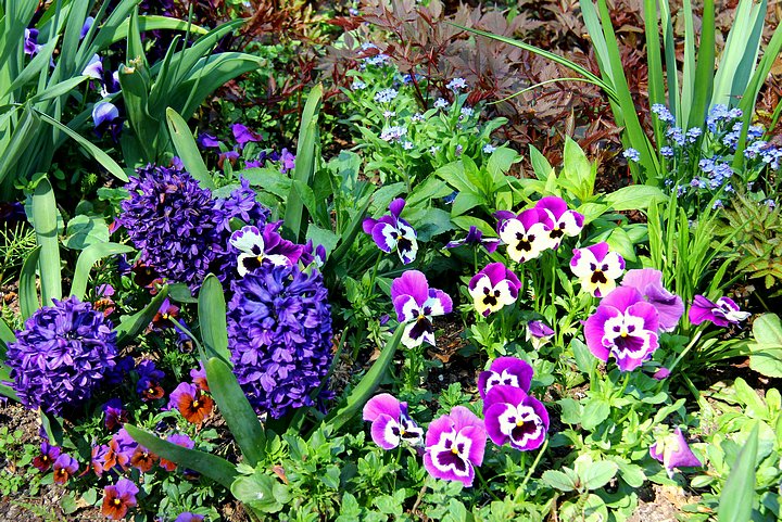 Flowers from the Monet Gardens at Giverny