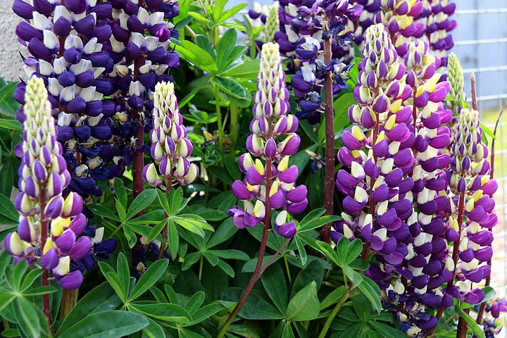 Colorful Lupine 