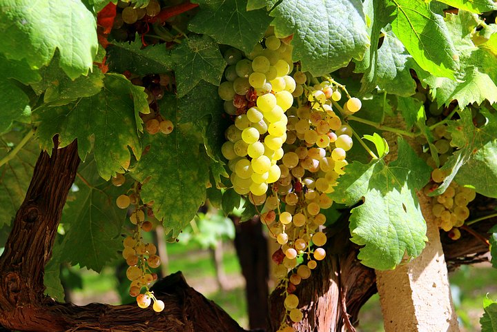 Grapes to Be Harvested