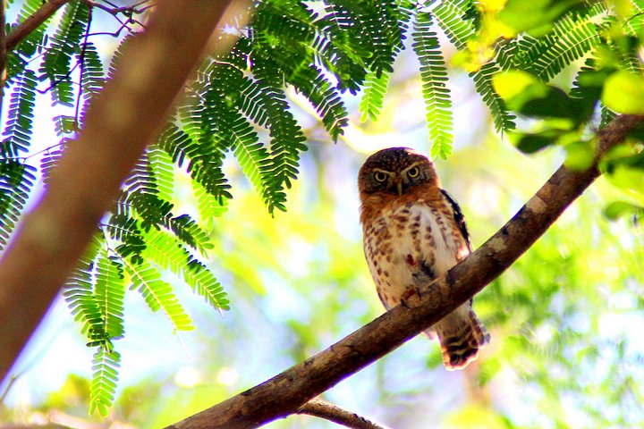 Pygmy Owl