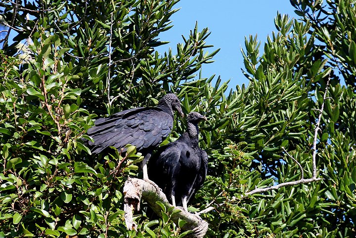 Black Vulture Yearlings