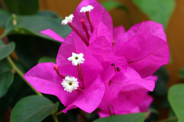 Flowers of Colombia