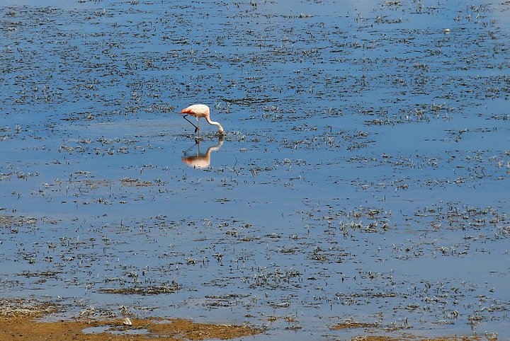 Chilean Flamingo 
