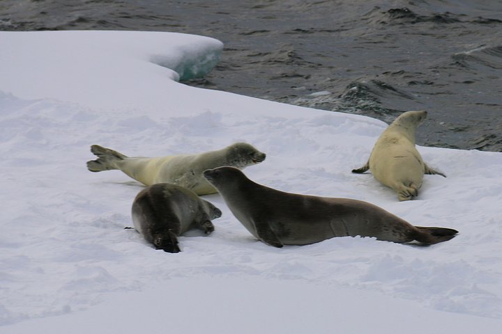 Crabeater Seals